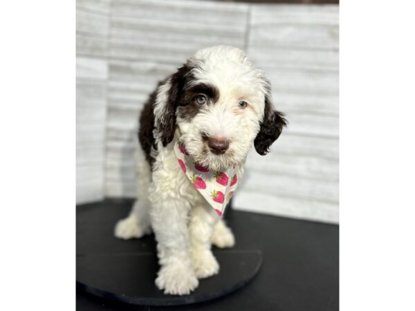 Portuguese Water Dog DOG Female Black / White 4715 Petland Knoxville, Tennessee