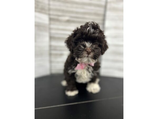 ShizaPoo-DOG-Female-Chocolate-4720-Petland Knoxville, Tennessee