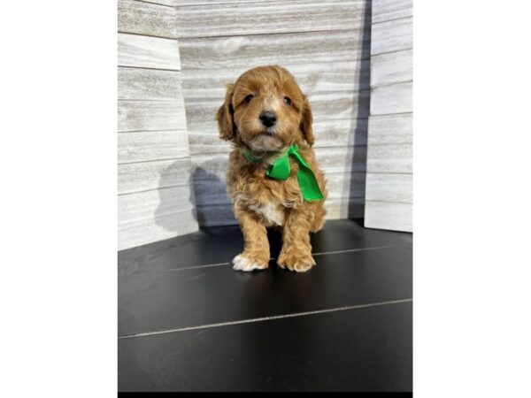 Cavapoo F1-DOG-Male-Red-4723-Petland Knoxville, Tennessee