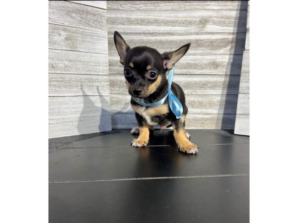 Chihuahua DOG Male Black / Tan 4722 Petland Knoxville, Tennessee