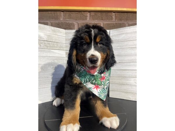 Bernese Mountain Dog DOG Male Tri-Colored 4721 Petland Knoxville, Tennessee