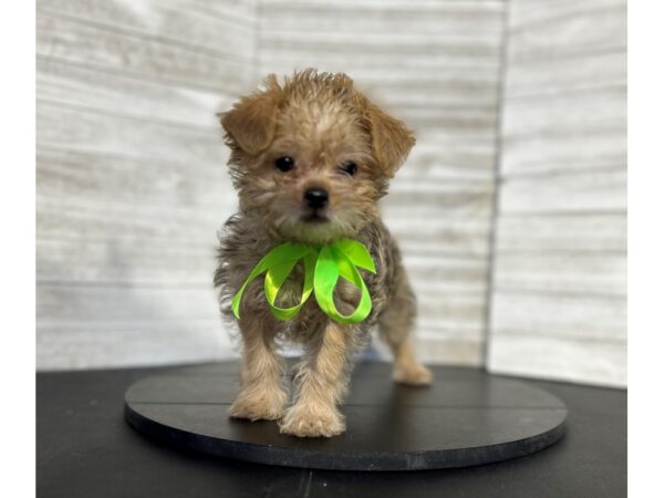 Broodle Griffon-DOG-Male--4730-Petland Knoxville, Tennessee