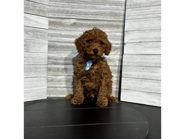 Goldendoodle Mini 2nd Gen-DOG-Male-Red-4724-Petland Knoxville, Tennessee