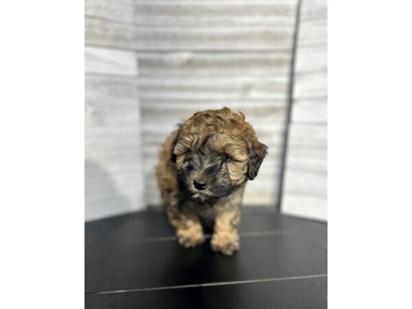 Havapoo DOG Male Brown 4727 Petland Knoxville, Tennessee