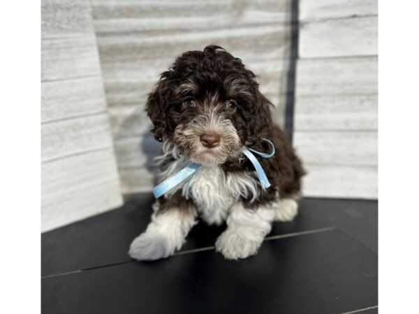 Lhasapoo-DOG-Male-Chocolate / White-4725-Petland Knoxville, Tennessee