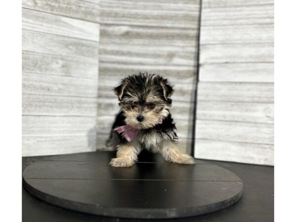 Morkie-DOG-Female-Black White / Tan-4729-Petland Knoxville, Tennessee
