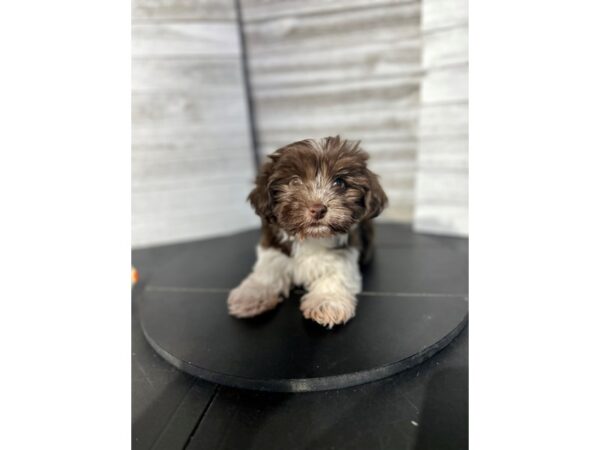 Havanese DOG Female Chocolate / White 4736 Petland Knoxville, Tennessee