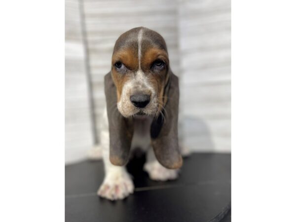 Basset Hound-DOG-Female-tri color-4732-Petland Knoxville, Tennessee