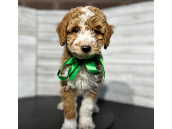 Goldendoodle Mini-DOG-Male--4744-Petland Knoxville, Tennessee