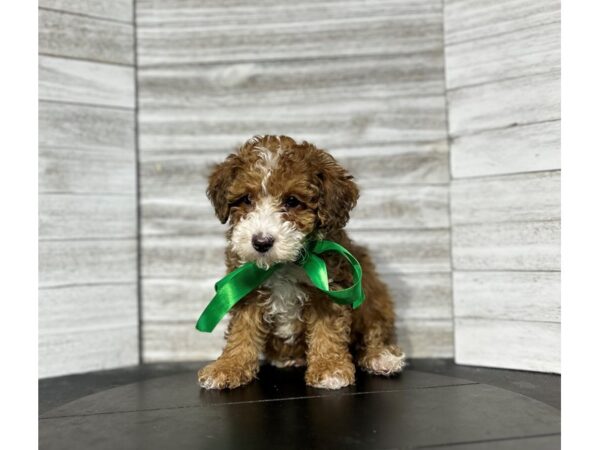 Toy Poodle DOG Male RED 4740 Petland Knoxville, Tennessee
