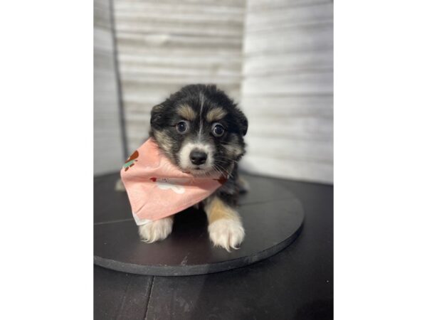 Miniature American Shepherd-DOG-Female-Tri-Colored-4746-Petland Knoxville, Tennessee