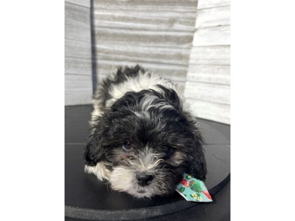 Teddy Bear-Dog-Male-Black / White-4747-Petland Knoxville, Tennessee