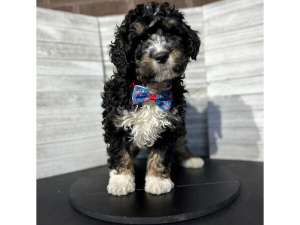 Bernedoodle Mini-DOG-Male-tri color-4751-Petland Knoxville, Tennessee