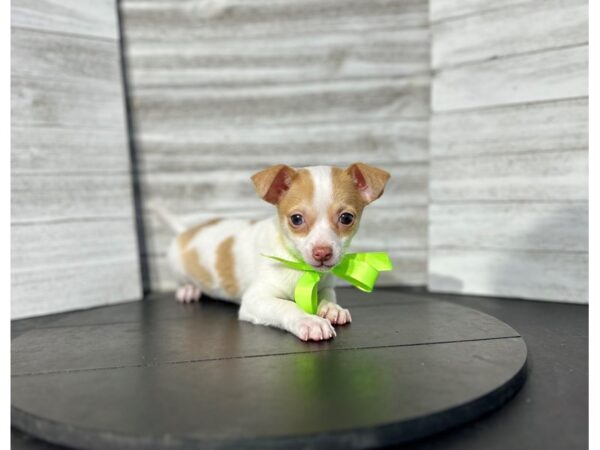 Chihuahua Dog Male red & white 4753 Petland Knoxville, Tennessee