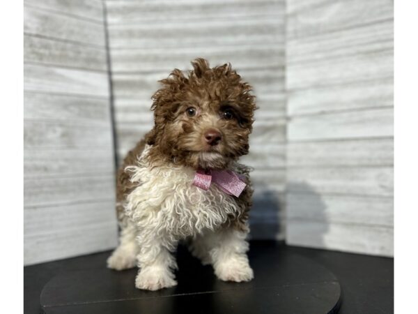 Mini Labradoodle-DOG-Female-brown and white-4752-Petland Knoxville, Tennessee