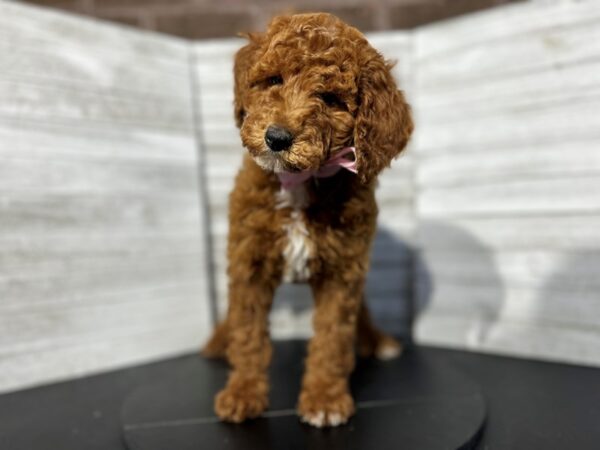 Miniature Poodle-DOG-Female-red and white-4750-Petland Knoxville, Tennessee