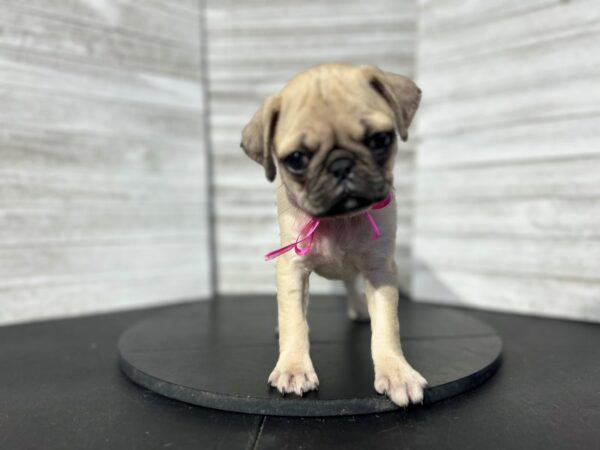 Pug DOG Female Fawn 4754 Petland Knoxville, Tennessee