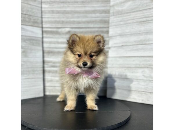 Pomeranian-DOG-Female--4757-Petland Knoxville, Tennessee