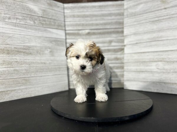 Teddy Bear DOG Female White / Red Sable 4755 Petland Knoxville, Tennessee