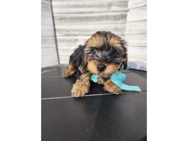 Yorkiepoo-DOG-Female-black and tan-4760-Petland Knoxville, Tennessee