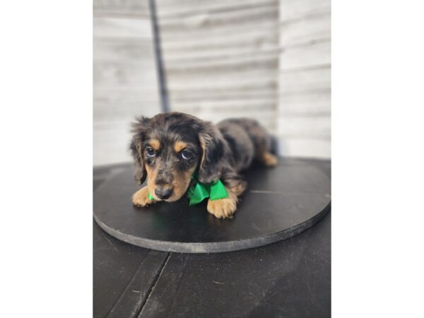 Dachshund DOG Male silver dpl and tan 4764 Petland Knoxville, Tennessee
