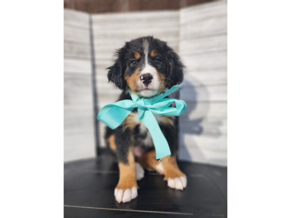 Bernese Mountain Dog-DOG-Female-TRI-4769-Petland Knoxville, Tennessee