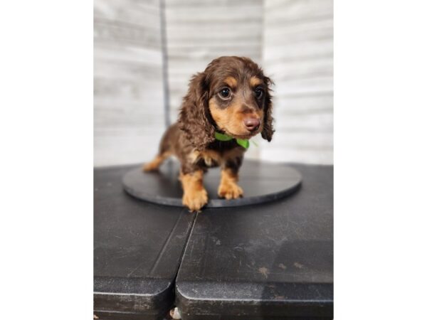 Dachshund DOG Male Chocolate / Tan 4771 Petland Knoxville, Tennessee