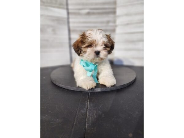 Shih Tzu Dog Male Brown / White 4772 Petland Knoxville, Tennessee