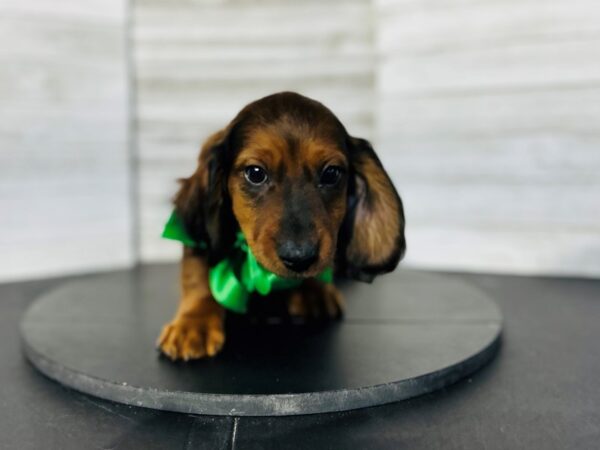 Dachshund DOG Male Brown 4767 Petland Knoxville, Tennessee