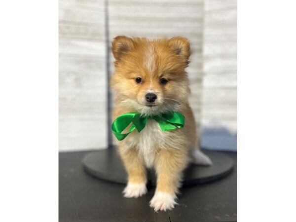 Pomeranian-DOG-Male-red, white, and sable-4765-Petland Knoxville, Tennessee