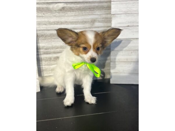 Papillon Dog Male tri colored 4758 Petland Knoxville, Tennessee