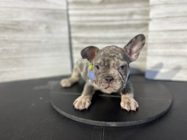 French Bulldog-DOG-Male-Blue Merle-4775-Petland Knoxville, Tennessee