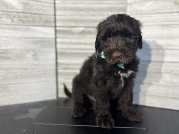 Portuguese Water Dog-Dog-Male-Chocolate / White-4774-Petland Knoxville, Tennessee