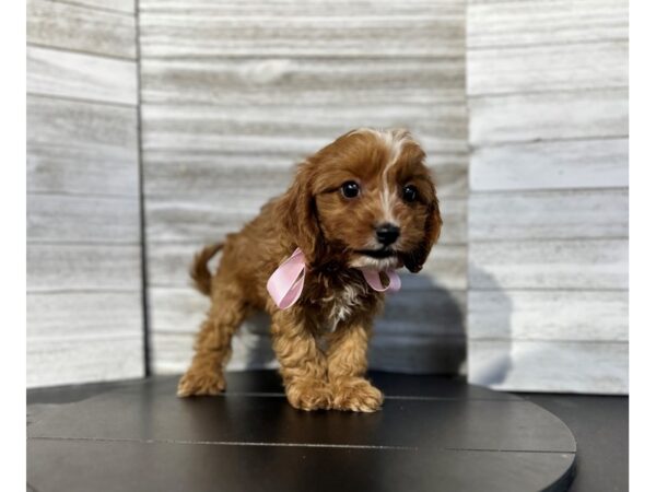 Cavapoo DOG Female Red 4778 Petland Knoxville, Tennessee