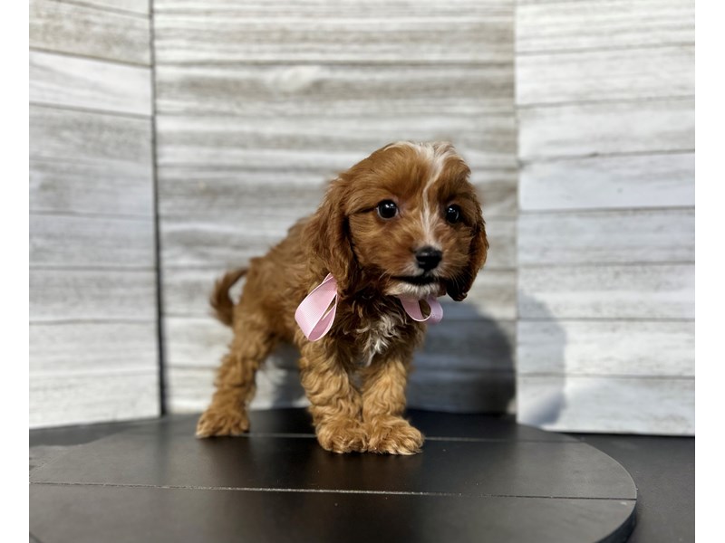 Cavapoo Puppy Red ID:4778 Located at Petland Knoxville, Tennessee