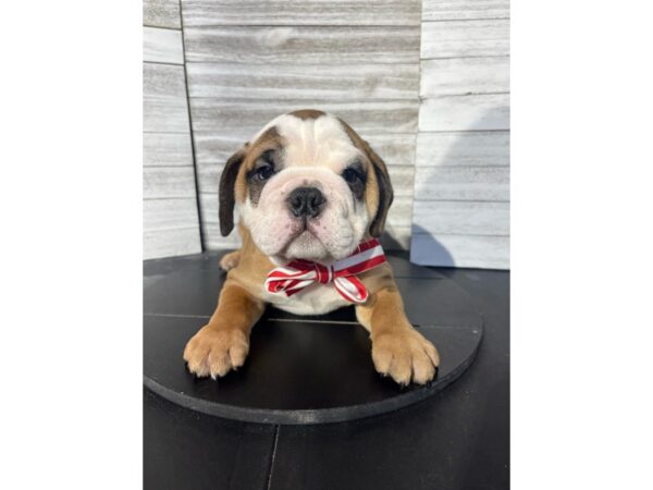 English Bulldog DOG Male WHITE AND BROWN 4780 Petland Knoxville, Tennessee