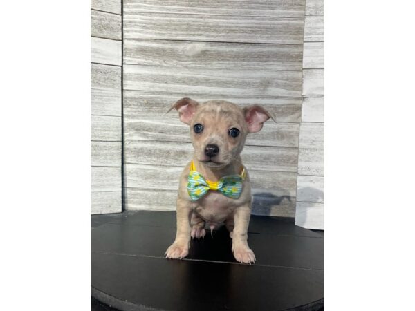 Chihuahua Dog Male Merle 4783 Petland Knoxville, Tennessee