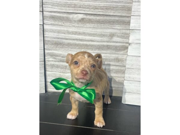 Chihuahua-DOG-Male-Merle-4782-Petland Knoxville, Tennessee