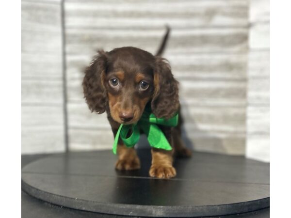Dachshund DOG Male brown 4786 Petland Knoxville, Tennessee
