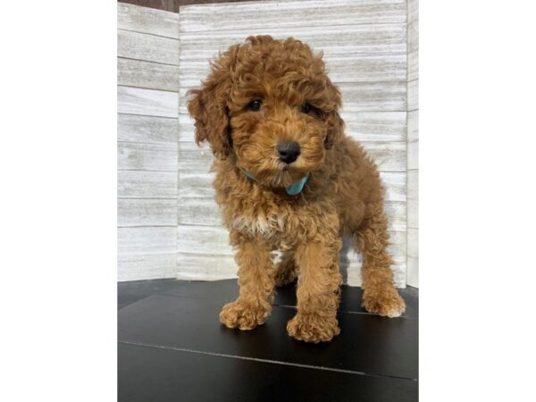 Miniature Poodle-DOG-Female-RED-4790-Petland Knoxville, Tennessee
