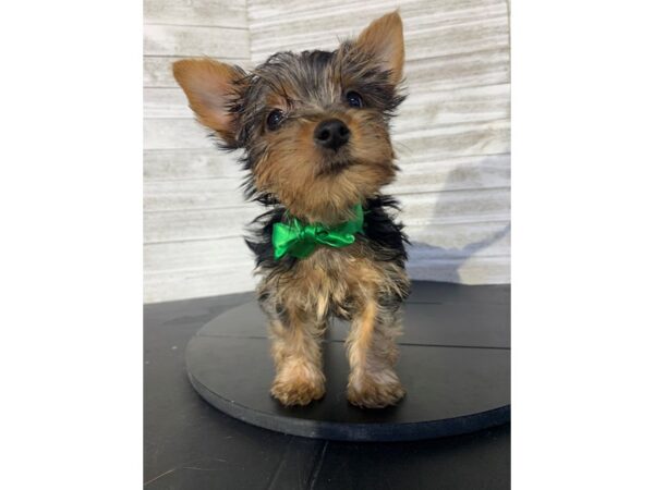 Yorkshire Terrier-DOG-Female-BLACK AND TAN-4792-Petland Knoxville, Tennessee