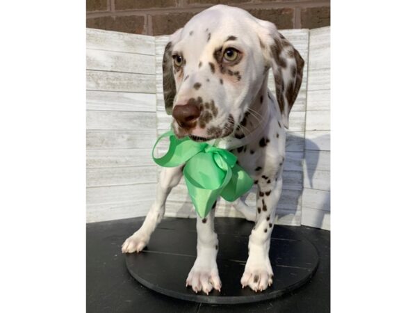 Dalmatian-DOG-Female-White / Liver Brown-4789-Petland Knoxville, Tennessee