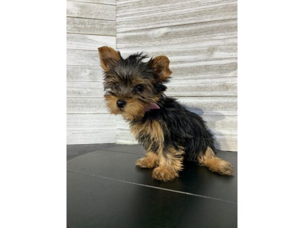 Yorkshire Terrier-DOG-Female-black and tan-4791-Petland Knoxville, Tennessee