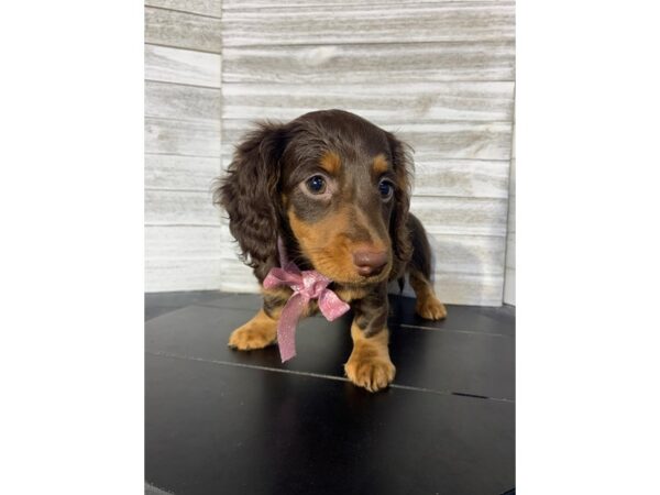 Dachshund-DOG-Female-Chocolate / Tan-4788-Petland Knoxville, Tennessee