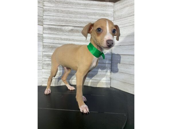 Italian Greyhound-DOG-Male-sable-4793-Petland Knoxville, Tennessee