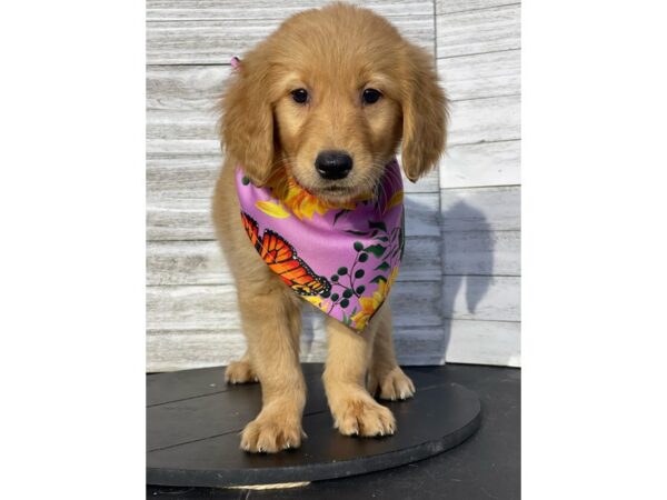 Golden Retriever-DOG-Female-Dark Golden-4795-Petland Knoxville, Tennessee
