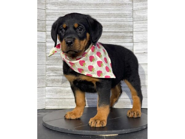 Rottweiler-DOG-Female-Black / Tan-4799-Petland Knoxville, Tennessee