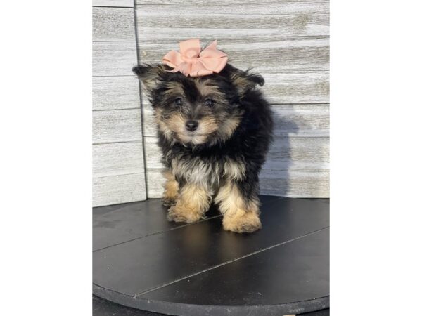 Pomapoo-DOG-Female-BLACK AND TAN-4804-Petland Knoxville, Tennessee