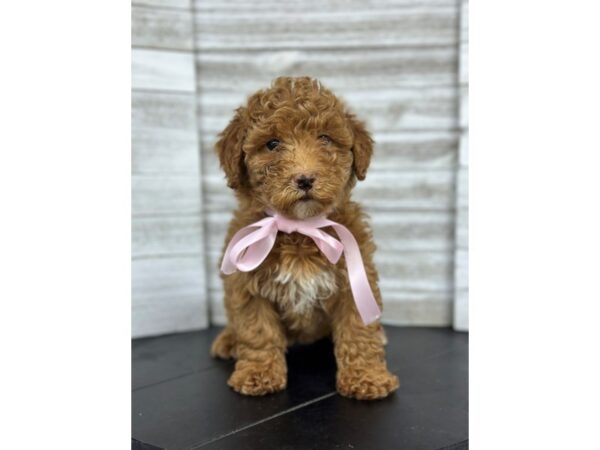 Miniature Poodle-DOG-Female-Red / Apricot-4808-Petland Knoxville, Tennessee