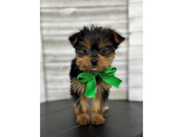 Yorkshire Terrier DOG Male Black / Tan 4806 Petland Knoxville, Tennessee